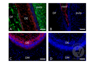 Immunofluorescence validation image for anti-Cadherin 1, Type 1, E-Cadherin (Epithelial) (CDH1) (AA 375-631) antibody (ABIN1858334) (E-cadherin antibody  (AA 375-631))
