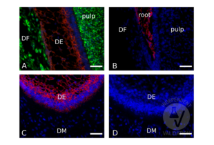 Immunofluorescence validation image for anti-Cadherin 1, Type 1, E-Cadherin (Epithelial) (CDH1) (AA 375-631) antibody (ABIN1858334)