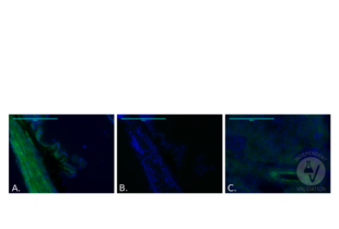 Immunostaining of murine kidney tissue (A.) and ciliary body sections (B.) with the CA12 antibody ABIN3204699 (green; counterstain with DAPI, blue) as described in the protocol. No staining of the plasma membrane is observed in ciliary body section stains with the secondary antibody alone (C.).