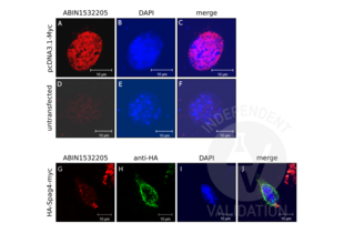ABIN1532205 detects ectopically expressed Myc (pcDNA3.1-Myc) (A, red). No cross-reactivity is observed in untransfected cells (D). DAPI was used to visualize the nucleus (B and E, blue). Images on the right show the merged red and blue channels. ABIN1532205 did not detect the myc-tag (G, red) of HA-Spag4-myc whereas an anti HA-tag antibody (H, green) detected HA-Spag4-myc at the nuclear membrane as expected. The picture on the right (J) shows the red and green channels merged with DAPI counterstain (I, blue).  
