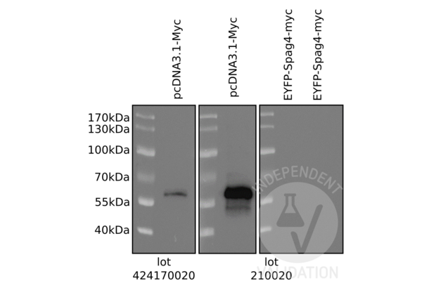 c-MYC antibody (AA 31-80)