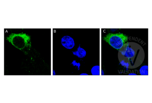 Human MR1-expressing HEK293 cells were stained with MR1 antibody ABIN516526 and a FITC-conjugated secondary antibody (green, A). For nuclear staining, cells were stained with Hoechst (blue, B). C shows both channels merged. 