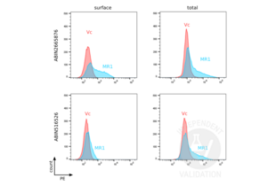 Human MR1-expressing HEK293 cells (MR1) and vector control cells (Vc) were stained with MR1 antibodies ABIN516526 or ABIN2665876 followed by PE-conjugated anti-mouse secondary antibody. For total MR1 staining, cells were permeabilized with 0.1% saponin and stained with primary and secondary antibodies. Cells were analyzed by flow cytometry. 
