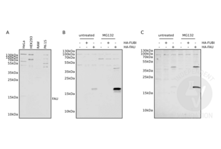 A. Western blot analysis on cell extracts from cultured human (HeLa, HEK293), murine (RAW), and porcine (PK-15) cells using ABIN2798885. B. Western blot on extracts from HeLa cells with (+) or without (-) ectopical expression of HA-tagged FAU or FUBI. Cells were treated with proteasome inhibitor (MG132) or not (untreated). C. Western blot of the same extracts as B. using an HA-tag antibody. Blocking in all images with 5% milk in PBS.