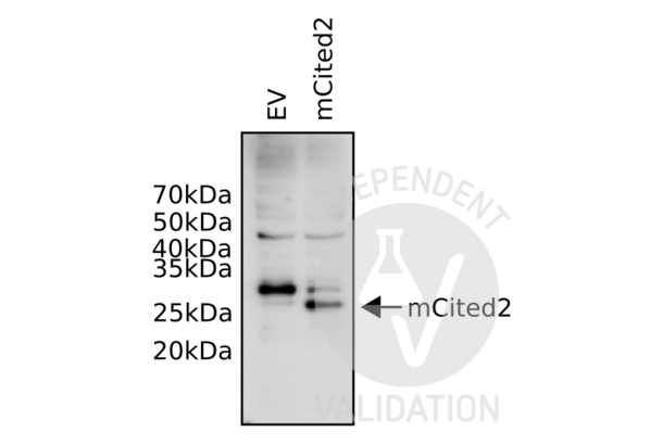 CITED2 antibody  (N-Term)