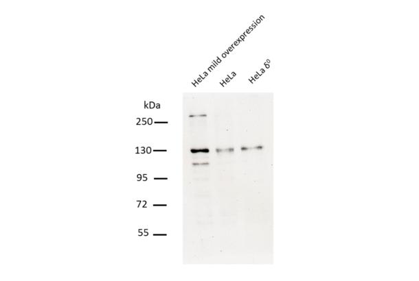 C10orf2 antibody  (Middle Region)