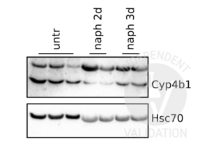 Detection of Cyp4b1 by ABIN2777006 in untreated mouse respiratory tissue lysates from untreated mice (untr) and naphthalene treated mice 2d (naph 2d) and 3d (naph 3d) after the threatment.