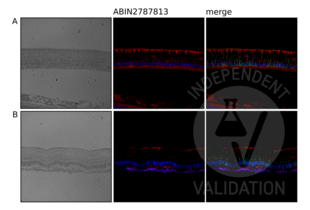 NRD1 antibody  (Middle Region)