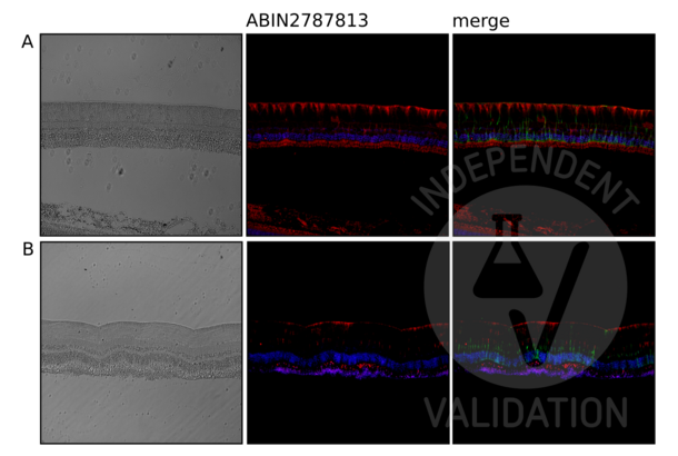 NRD1 antibody  (Middle Region)