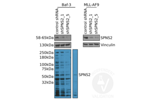 SPNS2 antibody  (N-Term)