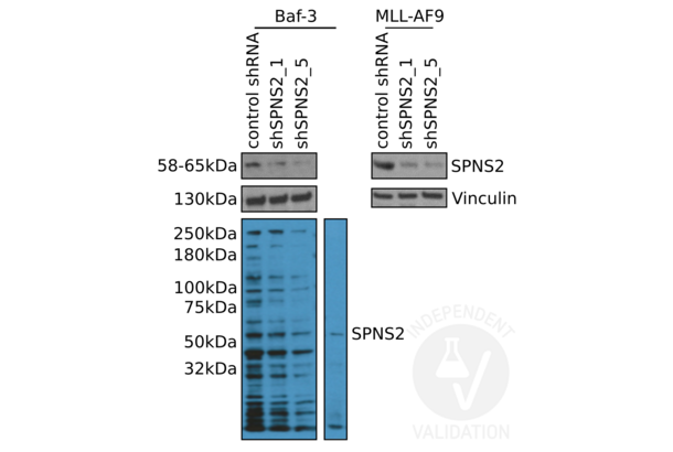 SPNS2 anticorps  (N-Term)