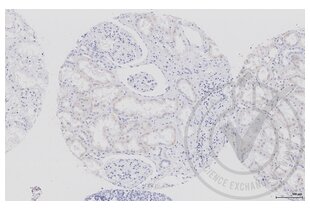 Immunohistochemistry validation image for anti-Aquaporin 2 (Collecting Duct) (AQP2) (AA 171-271) antibody (ABIN707576)