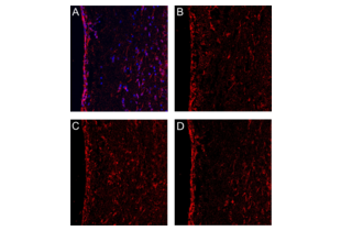 IF validation of ATP1B2 antibody ABIN738426 on mouse brain sections. 
A. ABIN738426 diluted 1:400 (red), DAPI counterstaining (blue). 
B. Dilution factor 1:50. C. Dilution factor 1:200. D. Dilution factor 1:400.