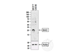 anti-BCL2-Associated Agonist of Cell Death (BAD) (AA 101-204) antibody