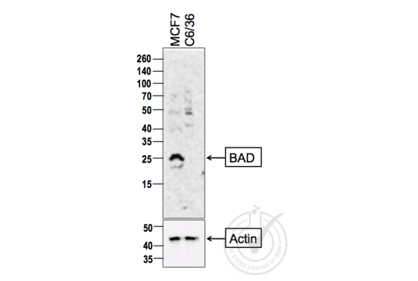 BAD anticorps  (AA 101-204)
