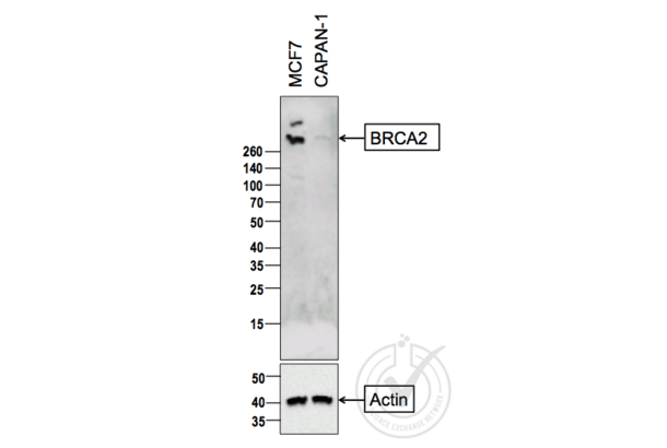 BRCA2 antibody  (AA 21-130)