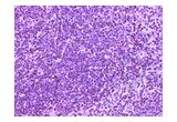 anti-CD4 (CD4) (AA 385-457) antibody
