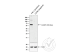 anti-Caspase 8 (CASP8) (AA 411-482) antibody