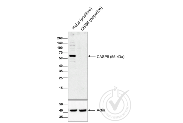 Caspase 8 Antikörper  (AA 411-482)