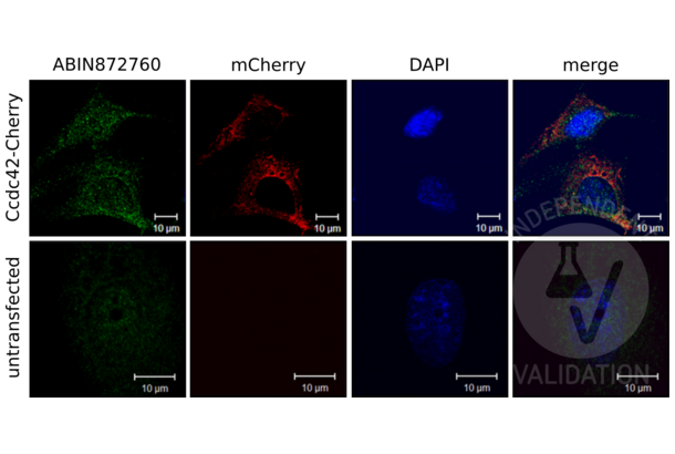 CCDC42 antibody  (AA 221-312)
