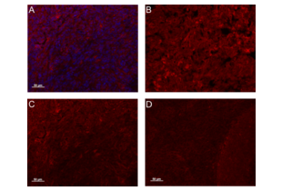 CYR61 antibody  (AA 251-379)