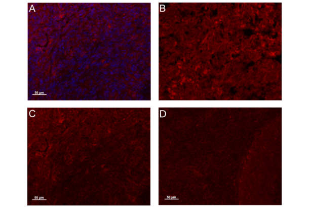 CYR61 antibody (AA 251-379)