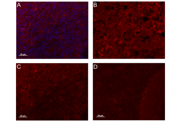 CYR61 antibody  (AA 251-379)