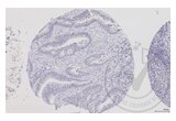anti-Dishevelled Segment Polarity Protein 1 (DVL1) (AA 21-100) antibody