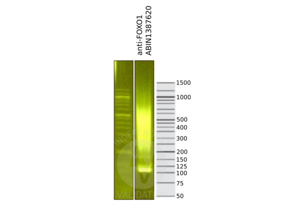 FOXO1 antibody  (AA 165-270)