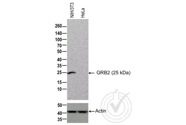 GRB2 Antikörper