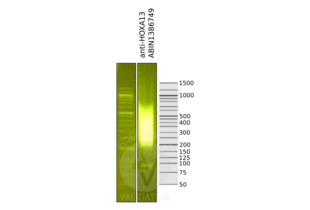 Library profiles comparing fragment size distributions on an E-Gel EX 2% agarose gel (Thermo Fisher). Fragments obtained from CUT&RUN using anti-HOXA13 antibody ABIN1386749 (right) after library preparation, compared to the E-Gel Sizing DNA Ladder (Thermo Fisher) (left).
