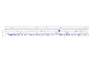Cleavage Under Targets and Release Using Nuclease validation image for anti-Homeobox A13 (HOXA13) (AA 332-388) antibody (ABIN1386749)