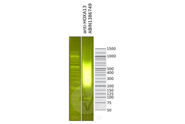 HOXA13 antibody  (AA 332-388)