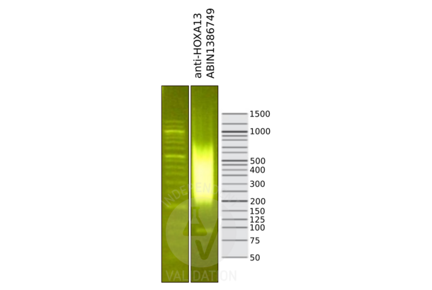 HOXA13 anticorps  (AA 332-388)