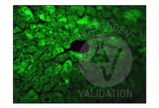 Immunohistochemistry validation image for anti-Insulin-Degrading Enzyme (IDE) (AA 491-590) antibody (ABIN723680)