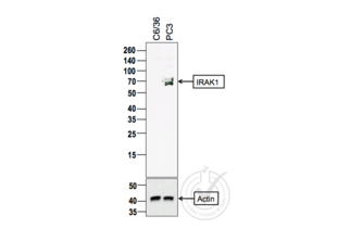 Figure 1: Western Blot for IRAK1. Arrowhead indicates the expected molecular weight of ~78 kDa.