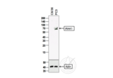 anti-Interleukin-1 Receptor-Associated Kinase 1 (IRAK1) (AA 301-400) antibody