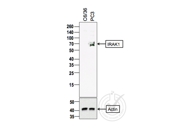 IRAK1 抗体  (AA 301-400)