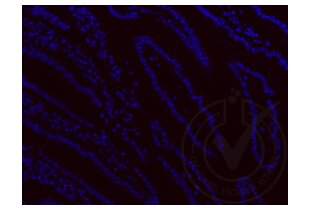 Immunofluorescence validation image for anti-Ionized Calcium-binding Adapter Molecule 1 (IBA1) (AA 51-147) antibody (ABIN685477)
