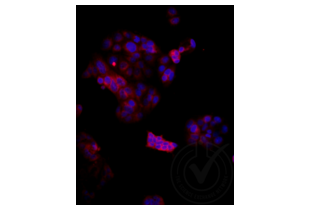 Immunofluorescence validation image for anti-Low Density Lipoprotein Receptor-Related Protein 2 (LRP2) (AA 3401-3500) antibody (Cy3) (ABIN750991) (LRP2 antibody  (AA 3401-3500) (Cy3))