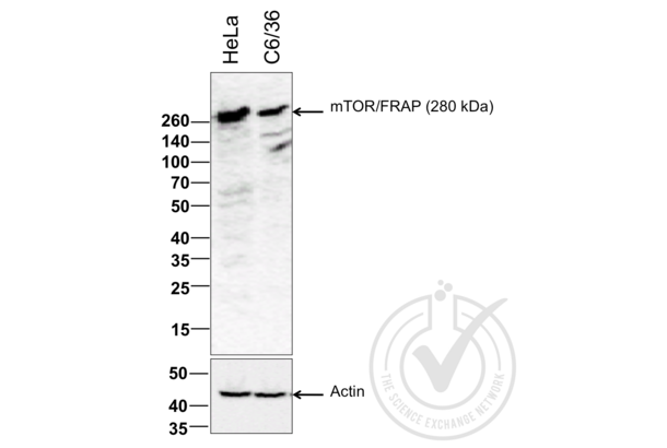 MTOR anticorps  (AA 2436-2492)
