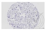 anti-Mitogen-Activated Protein Kinase 14 (MAPK14) (pThr180), (pTyr182) antibody