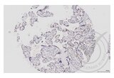 anti-Mitogen-Activated Protein Kinase Kinase 1 (MAP2K1) (AA 2-150) antibody