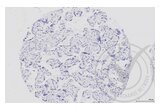 anti-Mitogen-Activated Protein Kinase Kinase 1 (MAP2K1) (AA 2-150) antibody