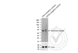 anti-Mitogen-Activated Protein Kinase Kinase 2 (MAP2K2) (AA 1-50) antibody