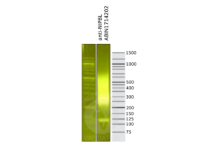 NIPBL antibody  (AA 2651-2805)