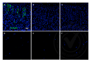 Immunofluorescence validation image for anti-Occludin (OCLN) (AA 431-522) antibody (ABIN687337)