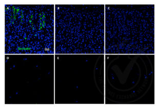 Occludin antibody  (AA 431-522)