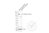 anti-Partner and Localizer of BRCA2 (PALB2) (AA 1101-1186) antibody