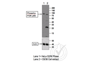 Figure 1: Western Blot for PI3K p85 /p55 (pTyr467). Arrowhead indicates the expected molecular weight of ~85 kDa.